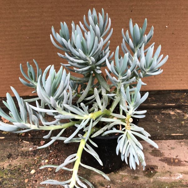 Tropical Succulent (Mini Blue Chalk Fingers) Bergman Nurseries